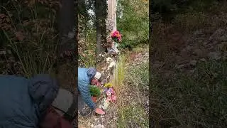 Tribute to grizzly bear 399 