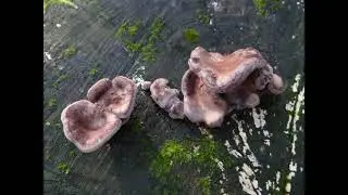 Panus conchatus