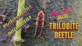🐞 ട്രൈലോബൈറ്റ് ബീറ്റിൽ 🐞 Trilobite Beetle 🐞 Platerodrilus paradoxus 🐞
