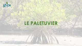 Les pal&eacute;tuviers