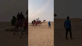 Camel at desert safari. #shortvideo  #youtubeshorts  #shorts