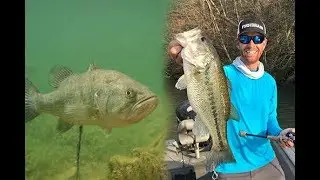 How To Bed Fish for Spawning Largemouth & Spotted Bass | Field Trips North Carolina