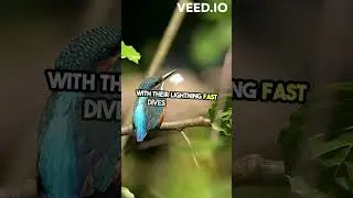 The Incredible Hunting Skills of Kingfishers! #marinecreatures#nature #animals #birds
