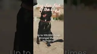 Hidden Dog Facts REVEALED! 🤫 You'll Be Amazed!