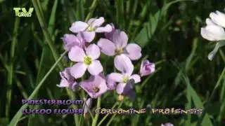 Pinksterbloem - Cuckoo Flower - Cardamine pratensis