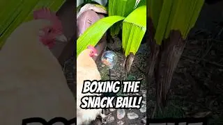 BOXING FOR FOOD?! 🐔💕 My chickens love playing with the snack ball LOL