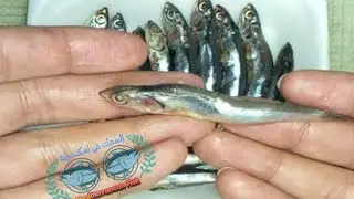 ليه بناكل البساريا مع ان هي صغيرة 🙂🙂