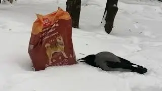 Умная ворона поняла, где брать корм напрямую / Smart crow figured out where to get treats directly 