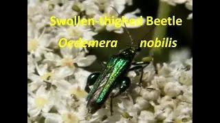 Swollen Thighed  Beetle Oedemera nobilis