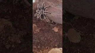 Tarantula V.S. Roach
