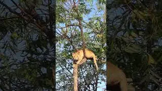 Beautiful Brown Cat Relaxing in Neem Tree | Morning Village Life 🌳🐱