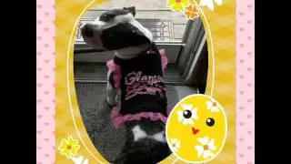 I've had Oreo a yr today! ;)