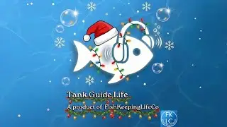🎄 The Aquarium Gift Guide: Smart Ideas for Fishkeepers This Holiday