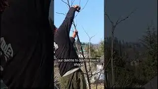 seb ki pruning kaise krte hai #applefarming #fruit #fruittree