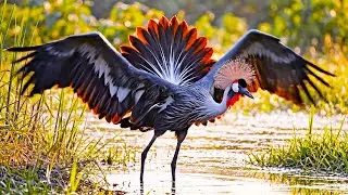 Most Beautiful Birds on the Planet - Beautiful Birds of the Rainforest | Stunning Wildlife