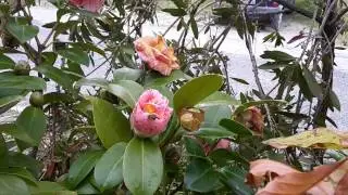 Api sulla camelia. .. ghiotte di nettare