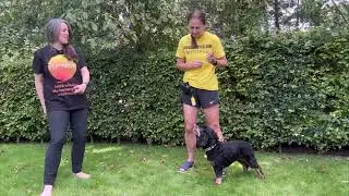 Confidence building exercises for dogs: Middle