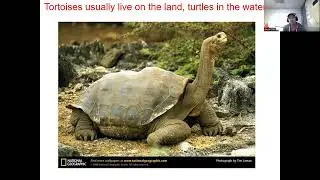 Reptile Unit part 4 - Order Testudines