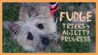 Fudge | Cairn Terrier Tricks + Agility