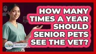 How Many Times A Year Should Senior Pets See The Vet?