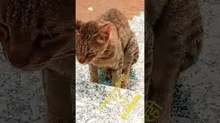 #cat #pets #rescue #wildlife #rajasthan #village #happy #nature #viral #mood #compassion