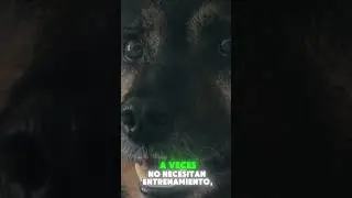 Tema inc&oacute;modo, pero real.#Mascotas #Reflejo #Debate #Conciencia #Opini&oacute;n