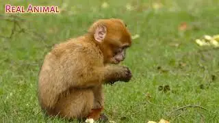 Real Animal #realanimal
