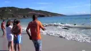 30 stranded dolphins in Rio de Janeiro