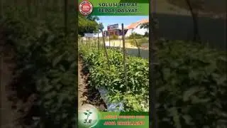 KUNJUNGAN TESTIMONI DEMPLOT KEBUN TOMAT DAN MELON GRESIK 2021