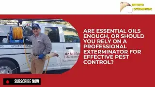 Should You Rely On a Professional Exterminator for Effective Pest Control?