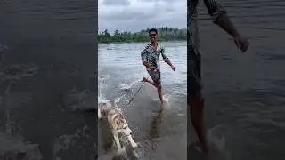 A day out with husky at the #shrivardhanbeach #husky #beach