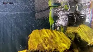 2100 GPH Wave Maker for Aquarium, DC 24V Fish Tank，Circulation Water Pump Wavemaker with Controller