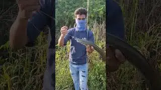 best sneakehead fishing lure🐸 dushman frog #fishing #riverside #fish #village #afternoon #attack