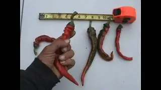 09 02 2017 Monster Cayenne Peppers in High Nutrition Program    High Brix