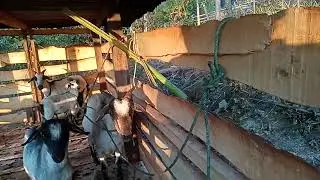Our little farm: Our Goat with their new shed