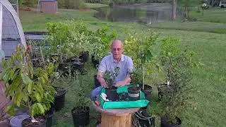 Pineapple Guava Propagation Through Division - April 14, 2025