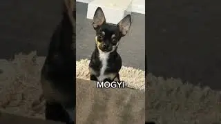 MOGYI🦴🐶🐾🩵