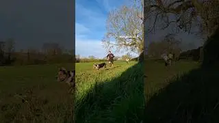 Canicross Beginner - First Starter Session 🐕🏃&zwj;♂️ #canicross #dogrunning #dogdad #dogrun #dogsports