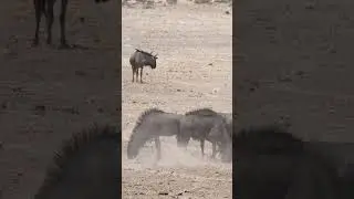 Weary Wildebeest Kneel Digging Cool Holes in Namibia's Etosha Heat