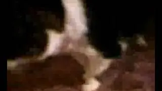 Cats vomit shit
