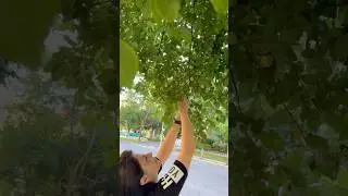 #asmr #fruitleather #vlog #toronto #nature
