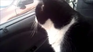 Cat meows and purrs a lot