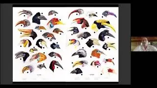 Webinar: Hornbill Conservation