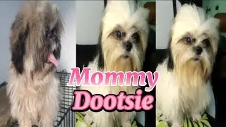 Shih tzu- dootsie x mavmav choco | napagandang shishu nito bale kaliit🥰😎