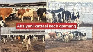 Katta fermadan 35 bosh sigirlar 25 bosh buqalar sotuvga stard berildi ulgurib qoling