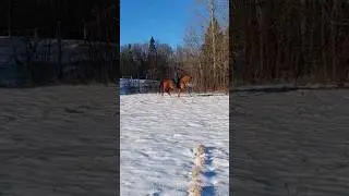 Fun time in the snow ❄️ 🩵 #dressage #dressagehorse #dressyr #h&auml;st #horse #equestrian #kwpn