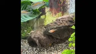 Sailfin Pleco care guide,diet,tank mates,tank size