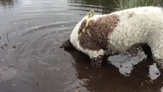 Spaanse waterhond Viv zoekt haar balletje