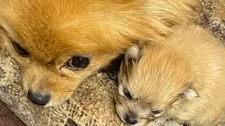 Наши новости, опять щеночки🐶, собаки не уживаются 🫤😩, прогулка с Лорой и Хлоей
