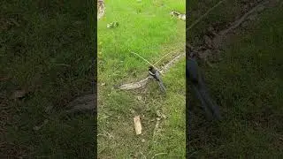 #magpie #birds #walking #flying #park #grass #lawn #lash #environment #nature #bird #watch #look #up